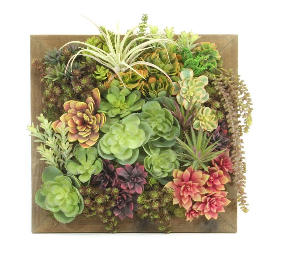 Succulent Wall