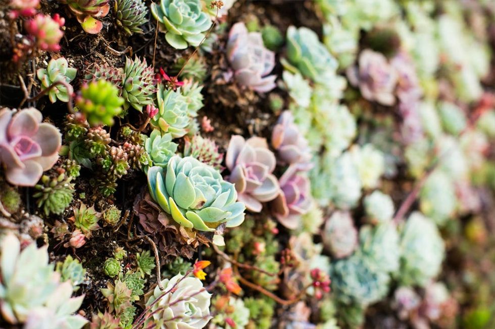 SucculentWall2
