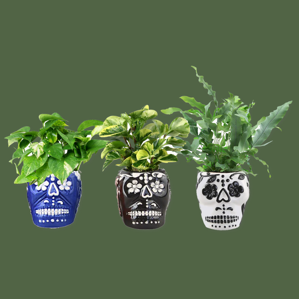 Sugar Skulls With Premium Foliage