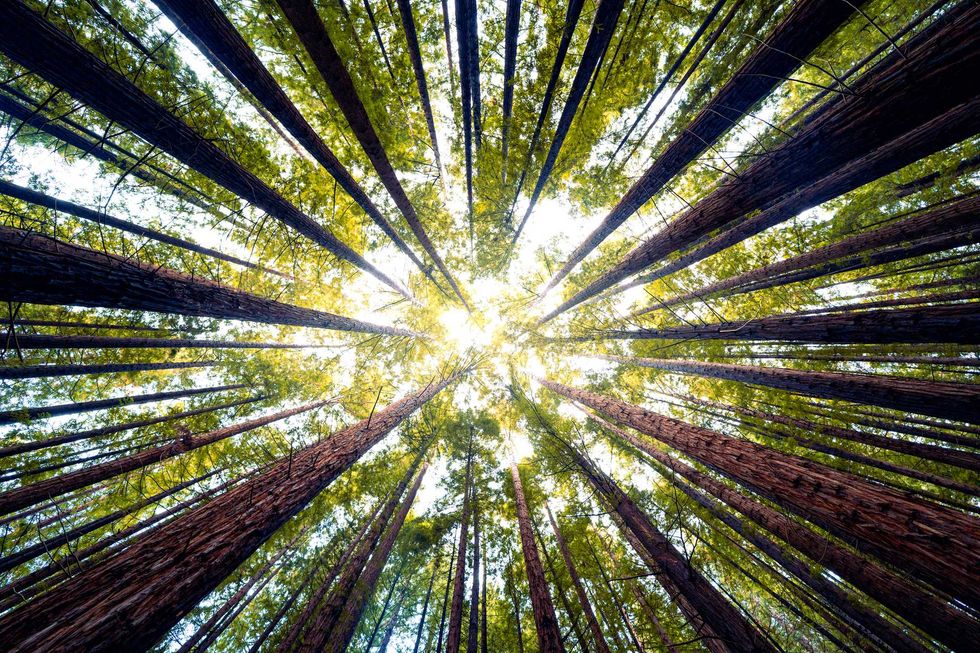 Sunlight filtering through tall trees, viewed from below.