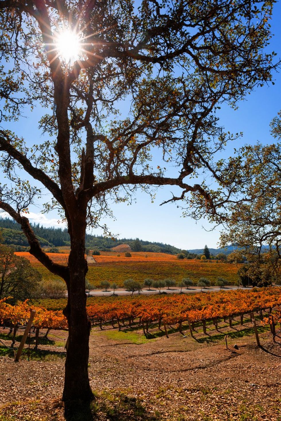 Sunlight filters through a tree in a vineyard with autumn foliage under a clear blue sky.
