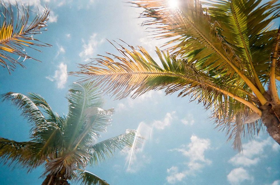Sunny sky and palm trees viewed from below, with sunlight filtering through the fronds.