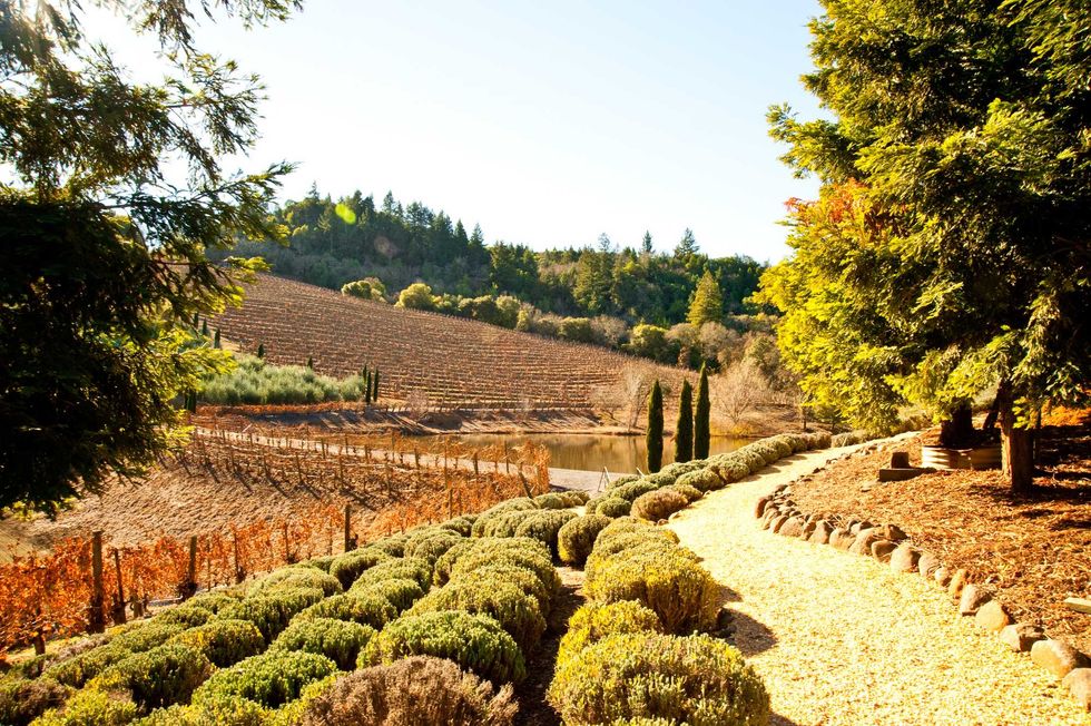 Sunny vineyard landscape with a winding path and lush greenery.