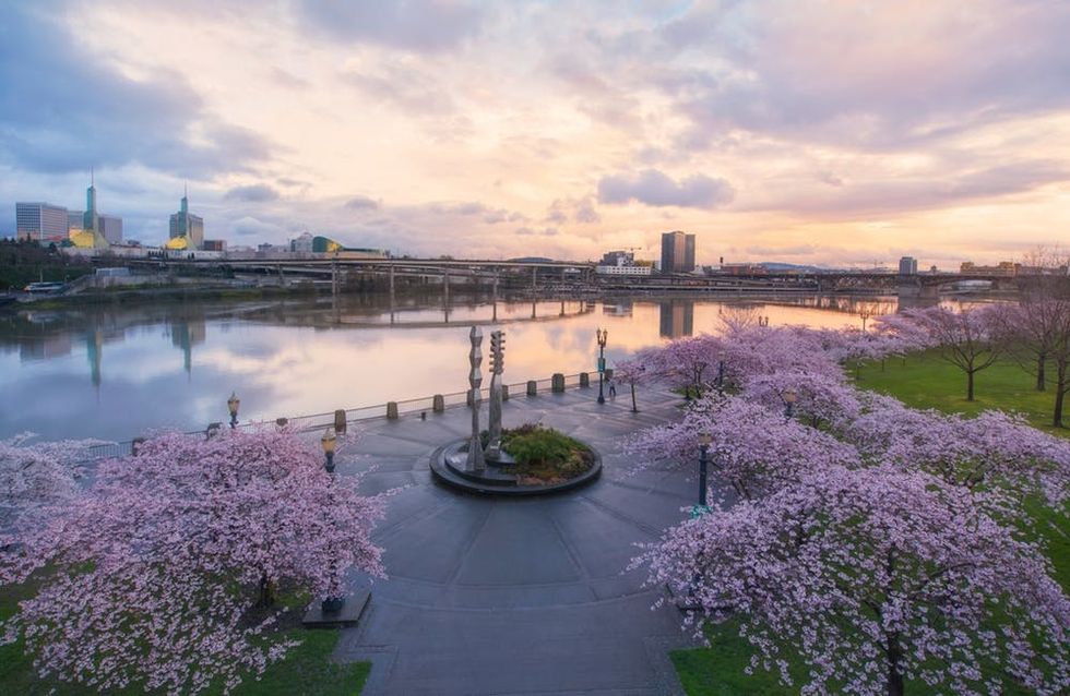 Sunset over cherry blossoms, Portland, Oregon