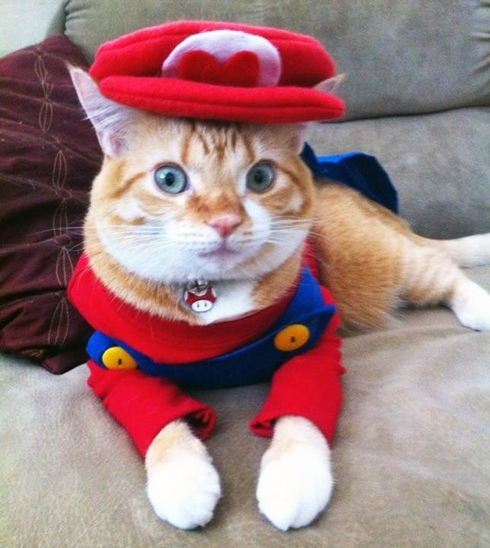 Super Mario Cat