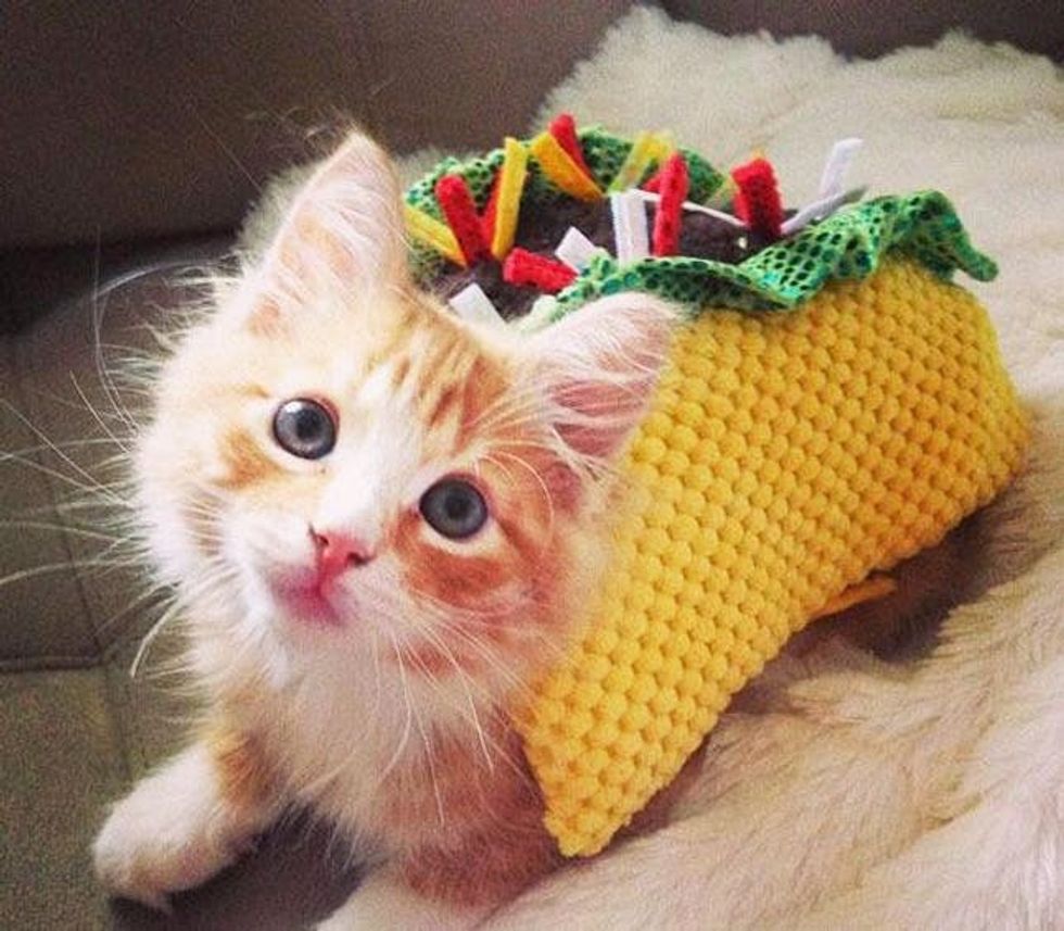 Taco Kitten