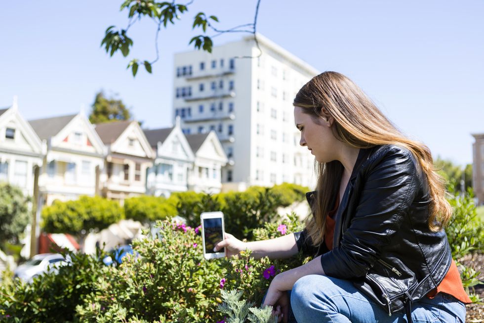 taking pictures of a flower in san francisco