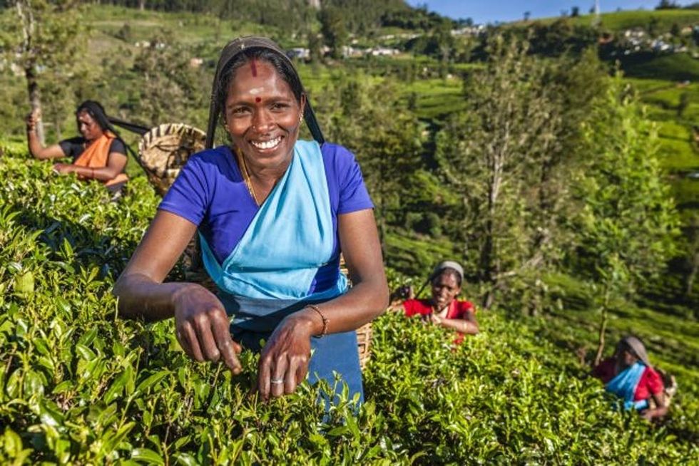 Tamil women plucking tea leaves on plantation, Sri Lanka
