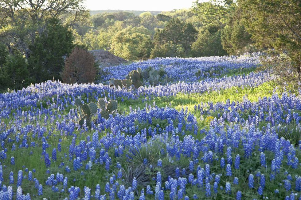 Texas Hill Country Bluebonnets