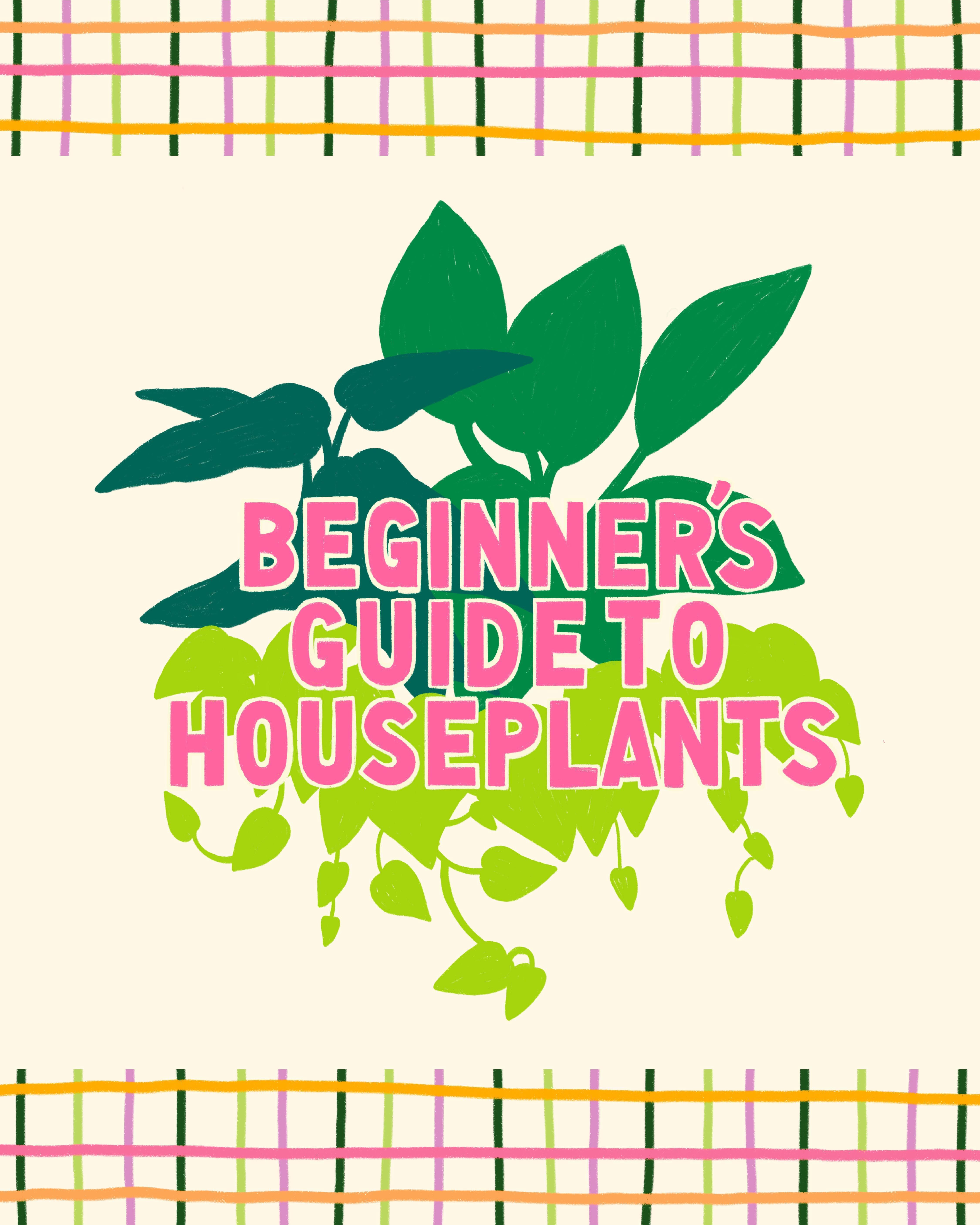the beginner's guide to houseplants