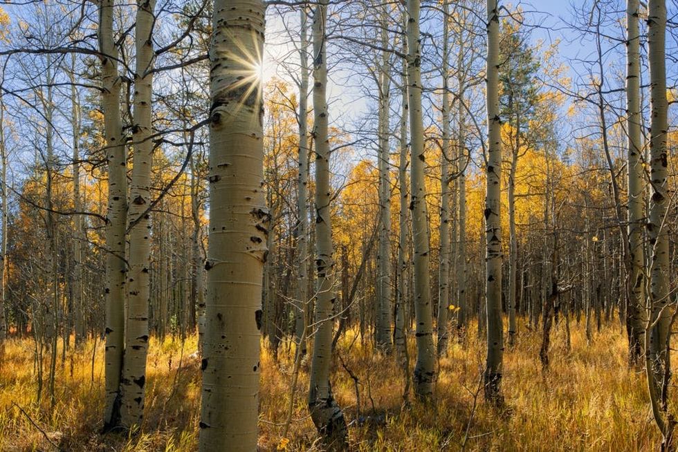 The late sun shines through a stand of aspen trees