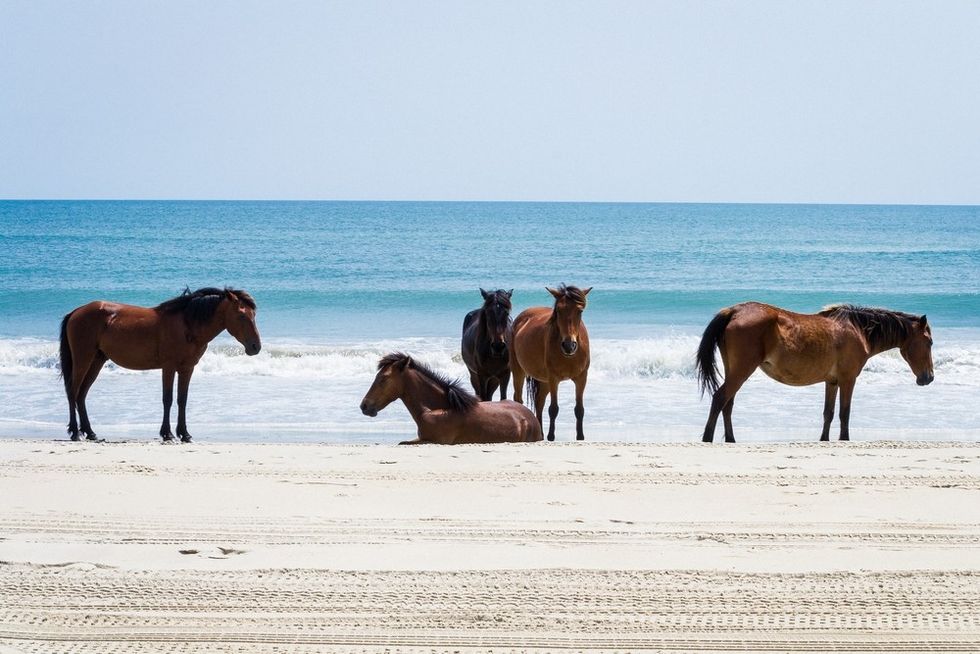 The Outer Banks, NC