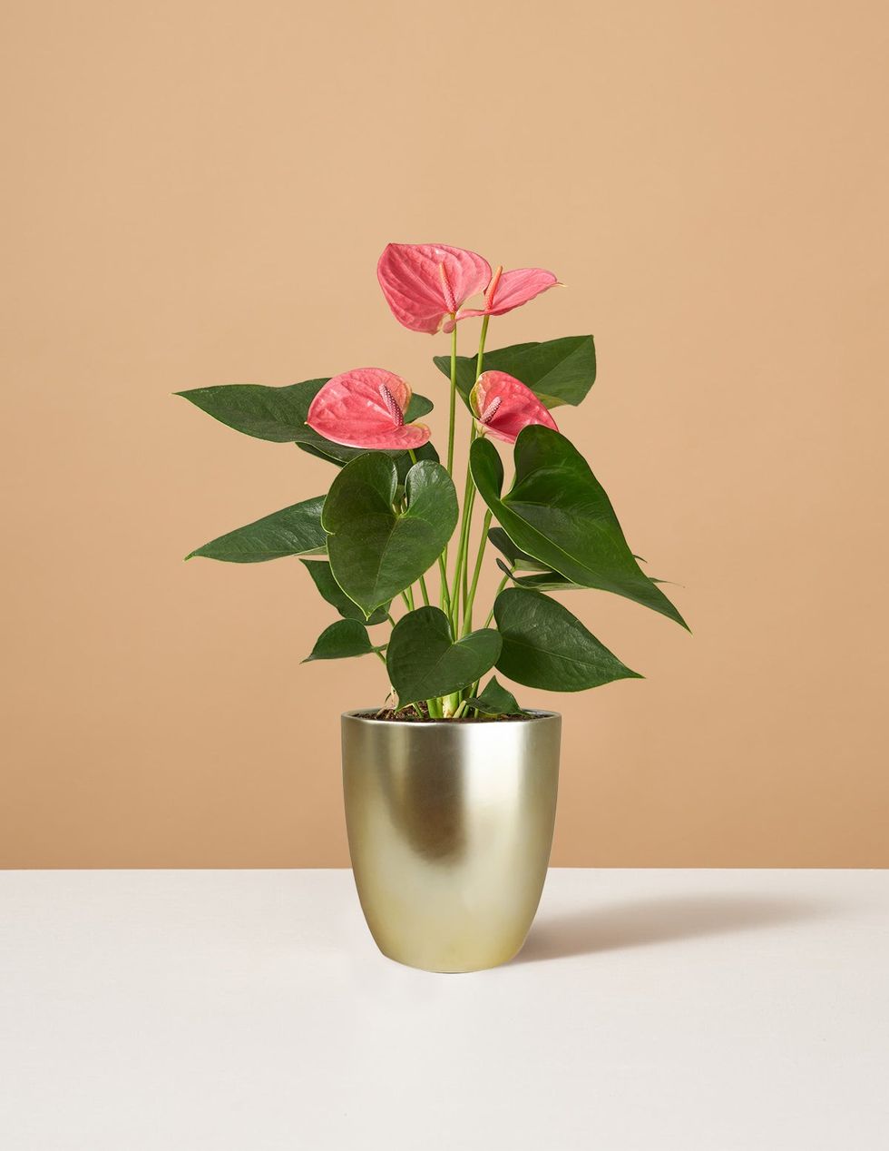 The Sill Pink Anthurium