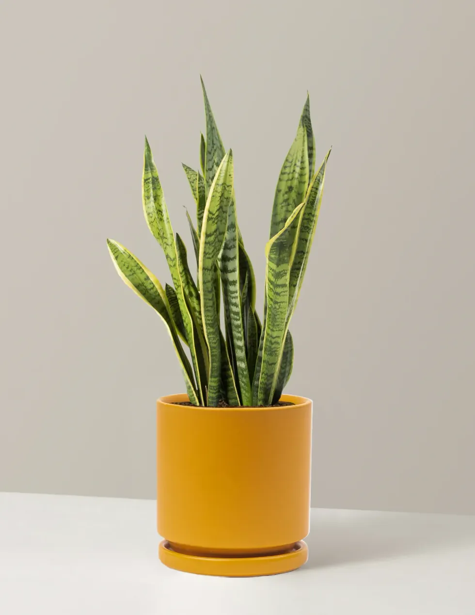 The Sill Snake Plant Laurentii