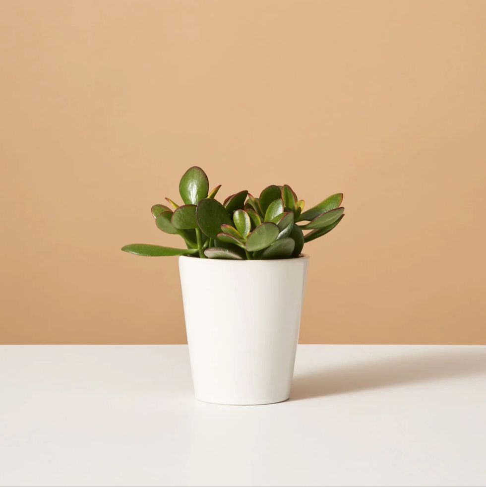 The Sill Sunset Jade Plant