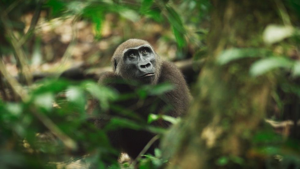 The Wild Ones Apple TV Show