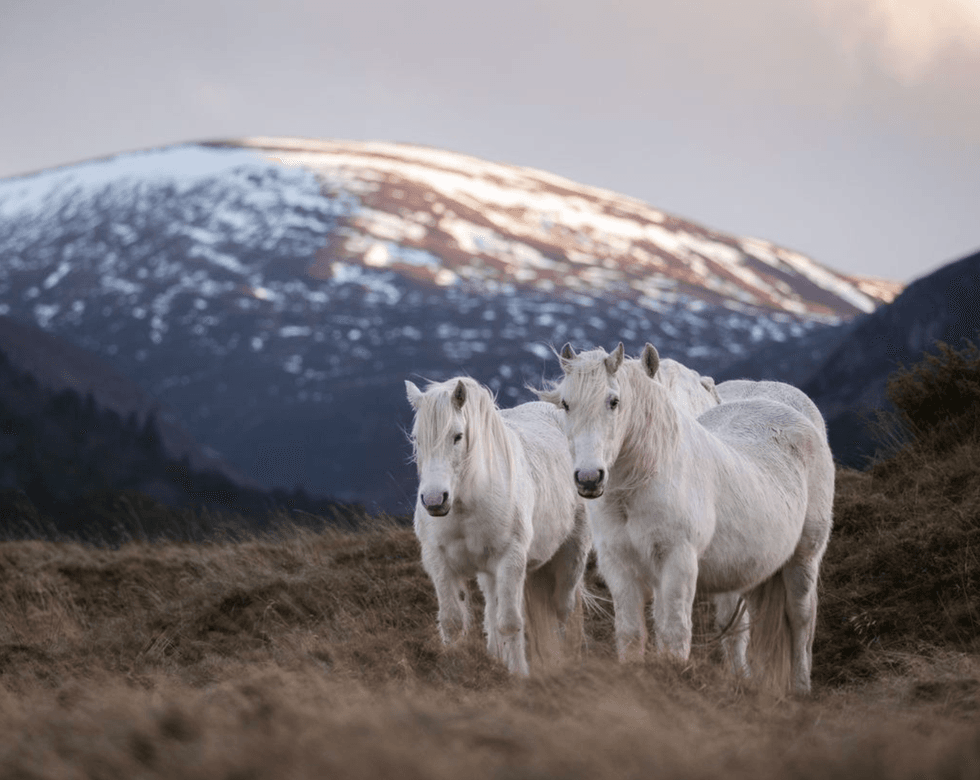 Three white horses stand on a grassy hill with a snowy mountain background.