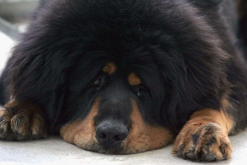 Tibetan Mastiff