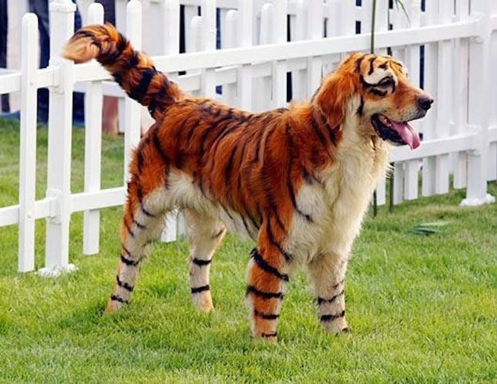 tiger dog costume
