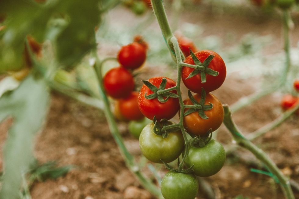 tomatoes growing in a vegetable garden