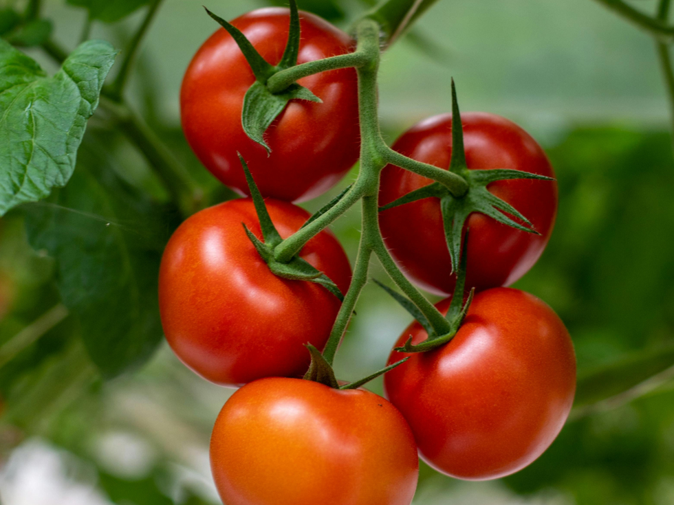 Tomatoes On A Vine