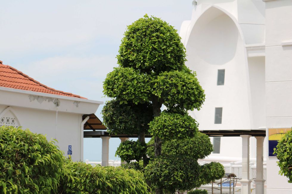 Topiaries