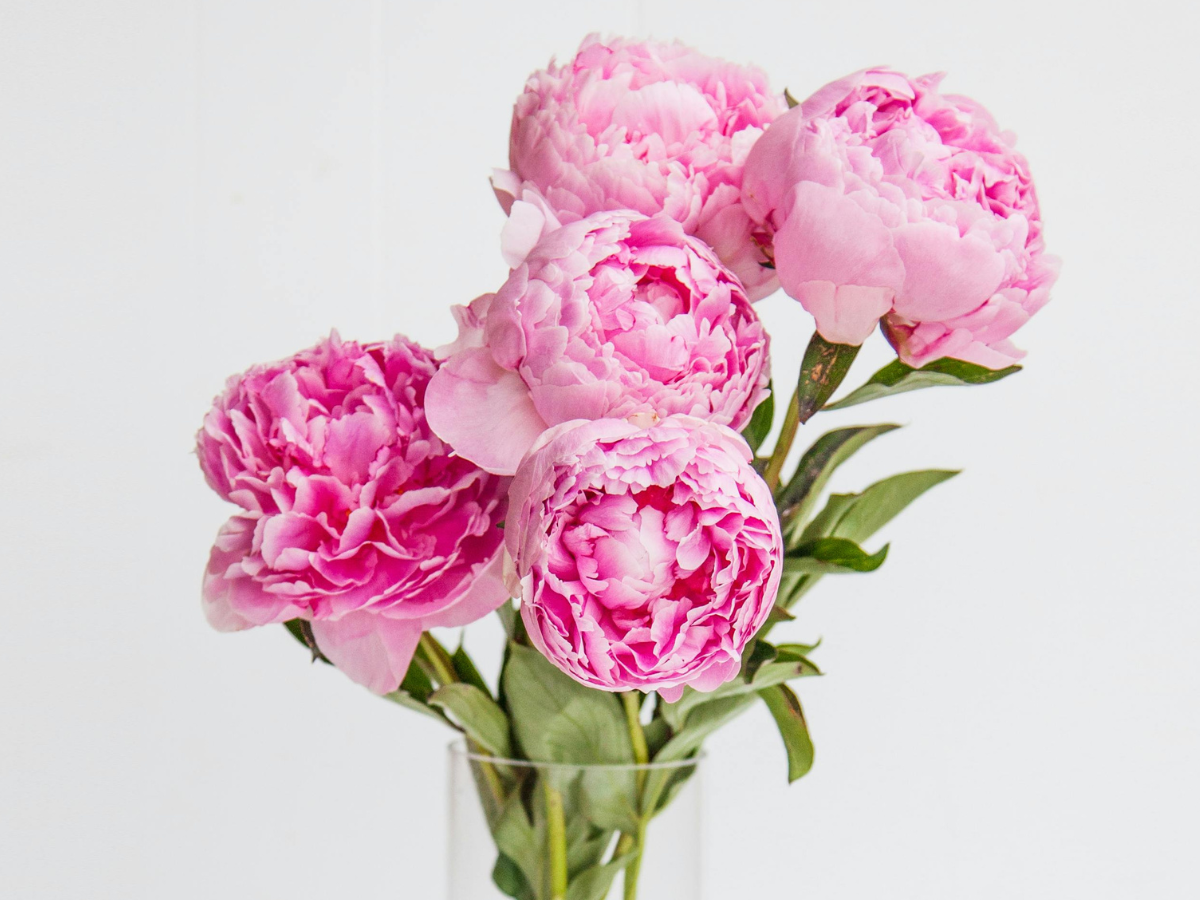 Trader Joe's Peonies