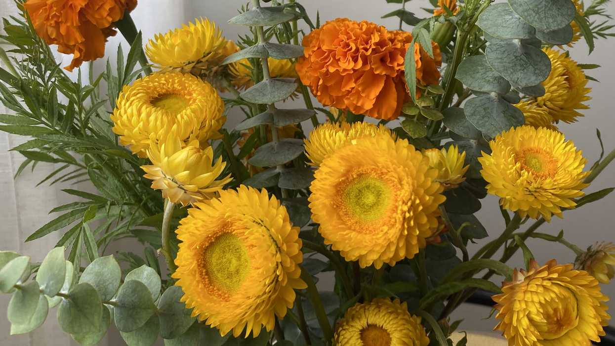 Trader Joe’s flowers