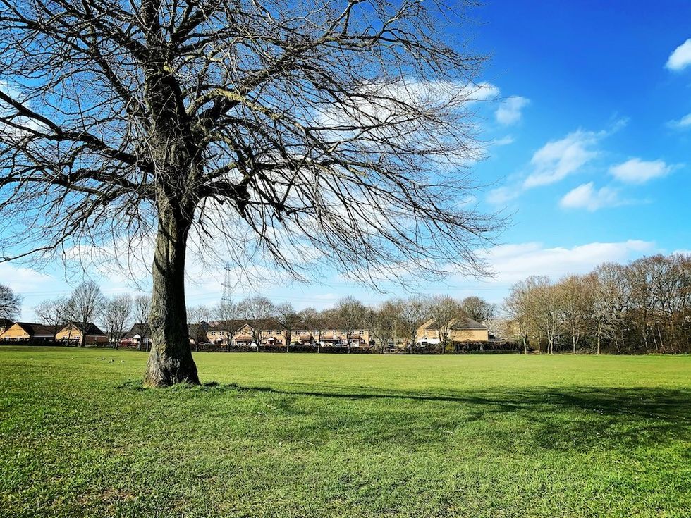 tree in a field in hertfordshire