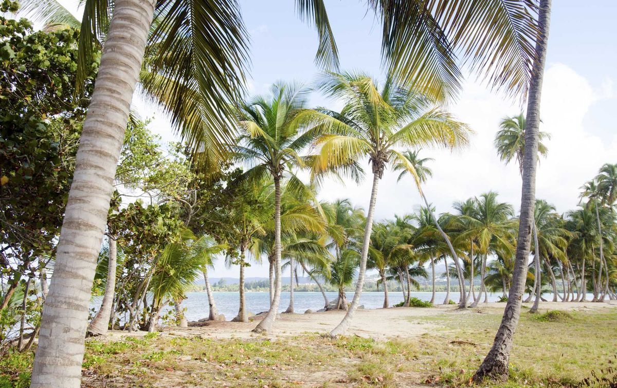 Tropical beach in Puerto Rico with tall palm trees by calm blue ocean under a clear sky.