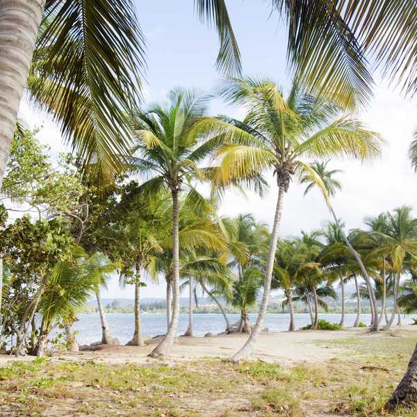 Tropical beach in Puerto Rico with tall palm trees by calm blue ocean under a clear sky.