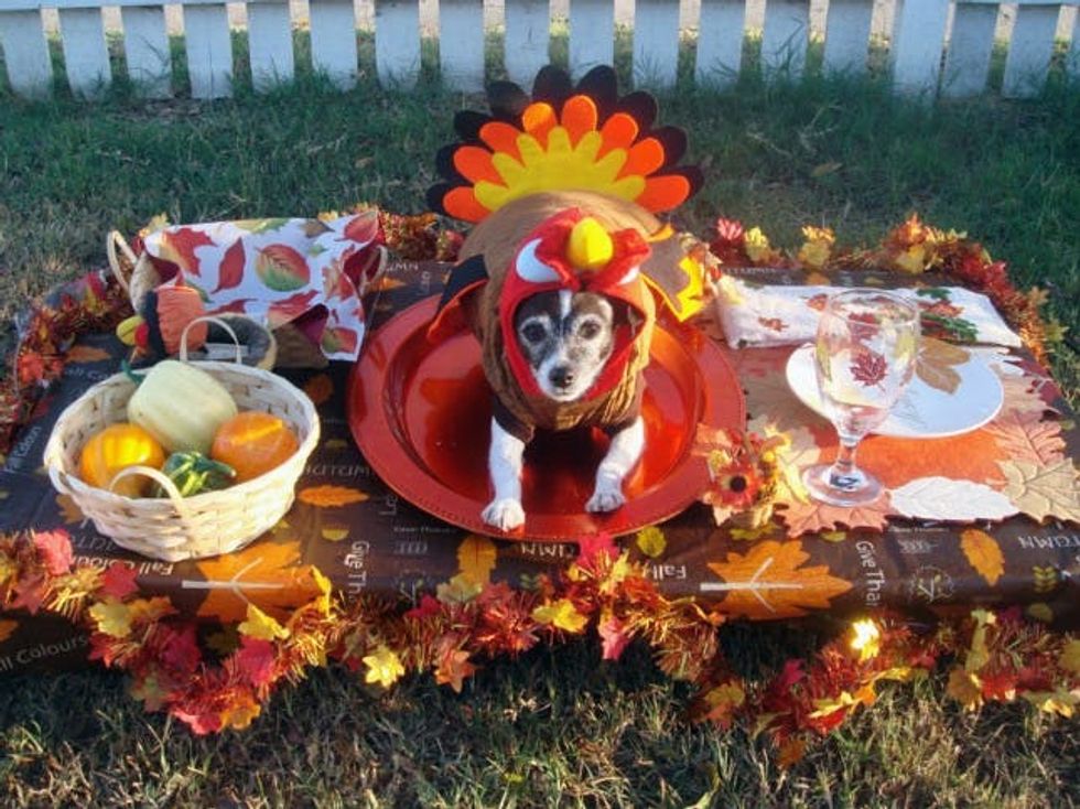 turkey dog costume