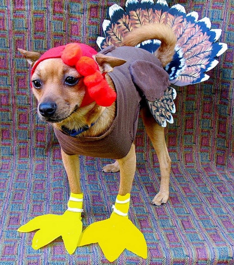 turkey dog costume