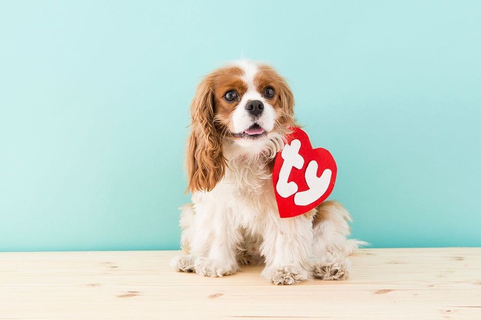 turkey the dog beanie baby costume
