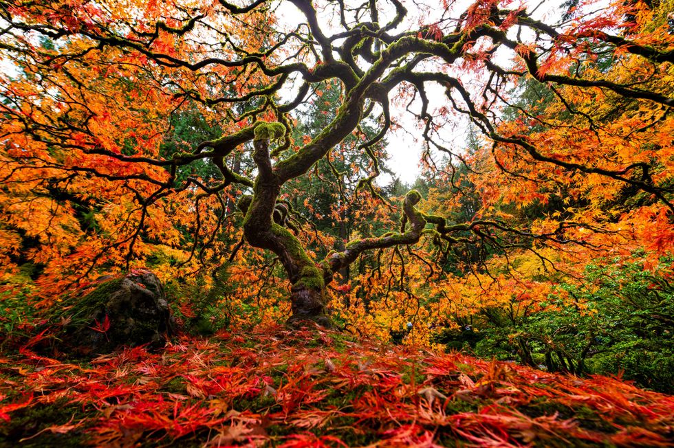 Twisted tree with vibrant orange and red autumn leaves in a lush garden setting.