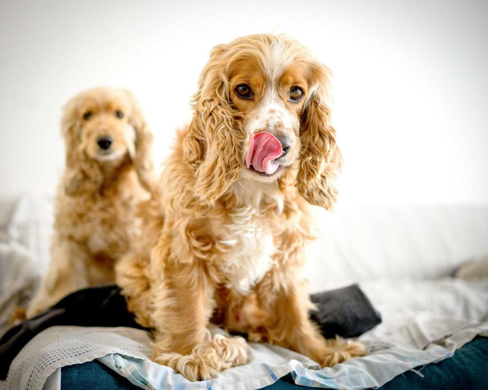 Two cocker spaniels on a sofa, one licking its nose, with a white background.