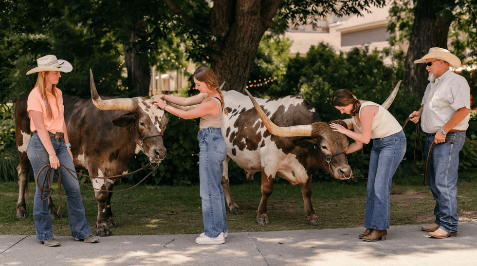 Two people pet longhorn cows held by others in a park setting.