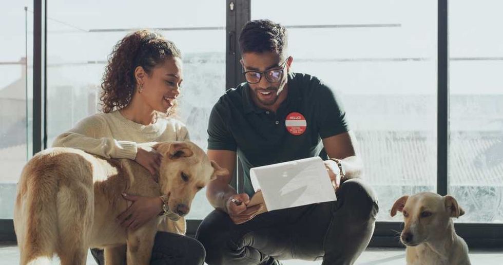 Two people with dogs, discussing and reading a paper by a large window.