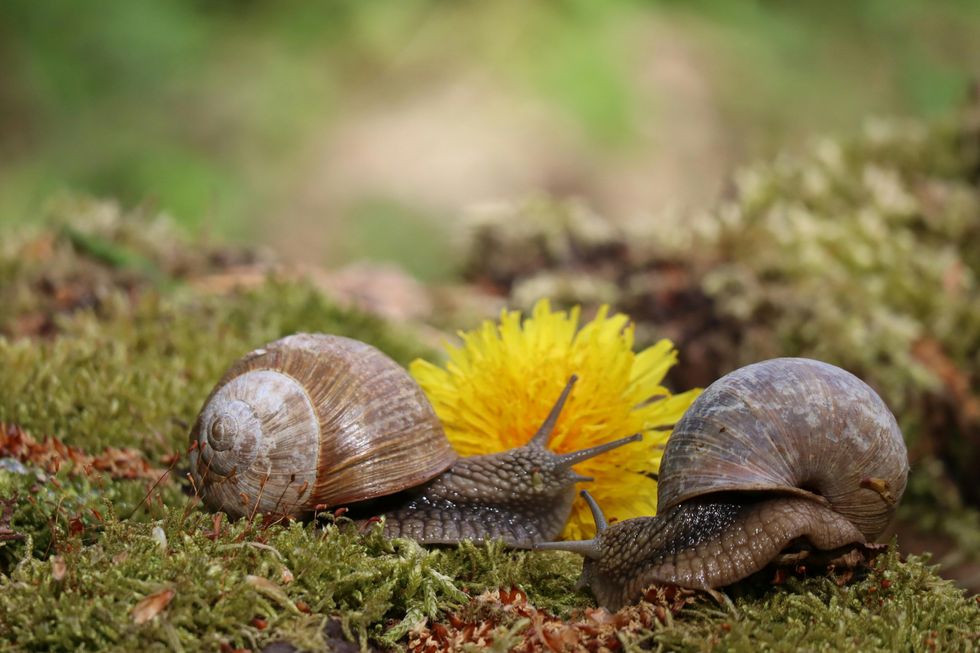 two snails in a field