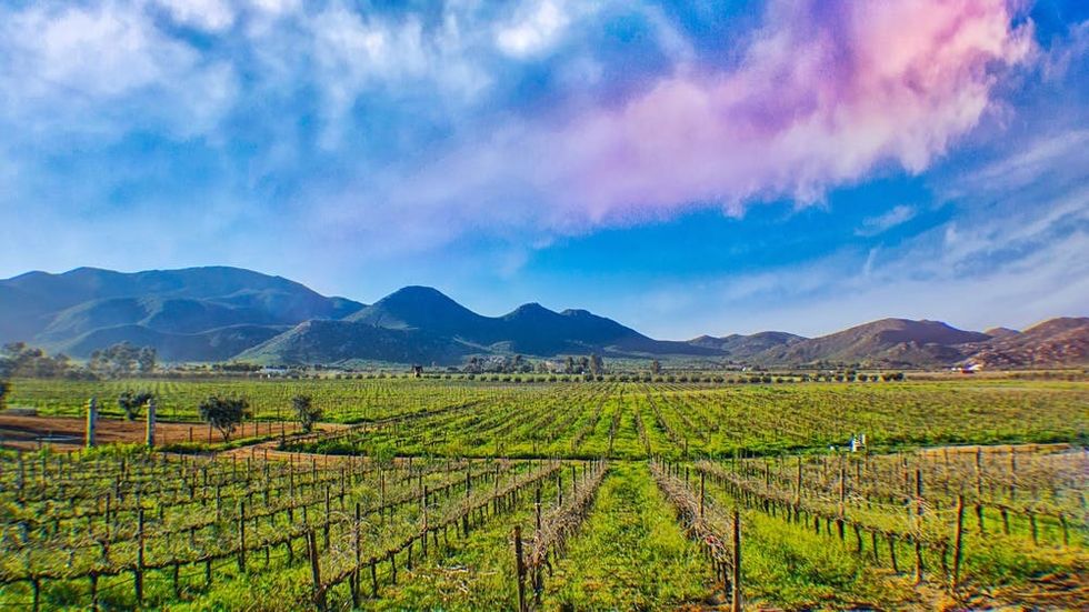 Valle de Guadalupe, Mexico wine country