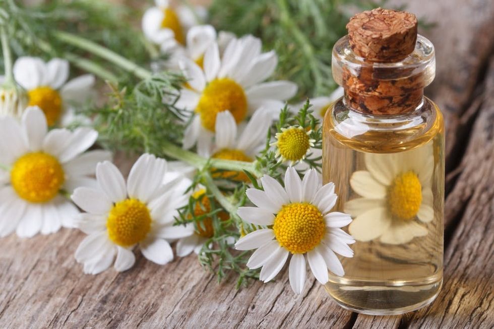 Vial of oil surrounded by chamomile flowers. 