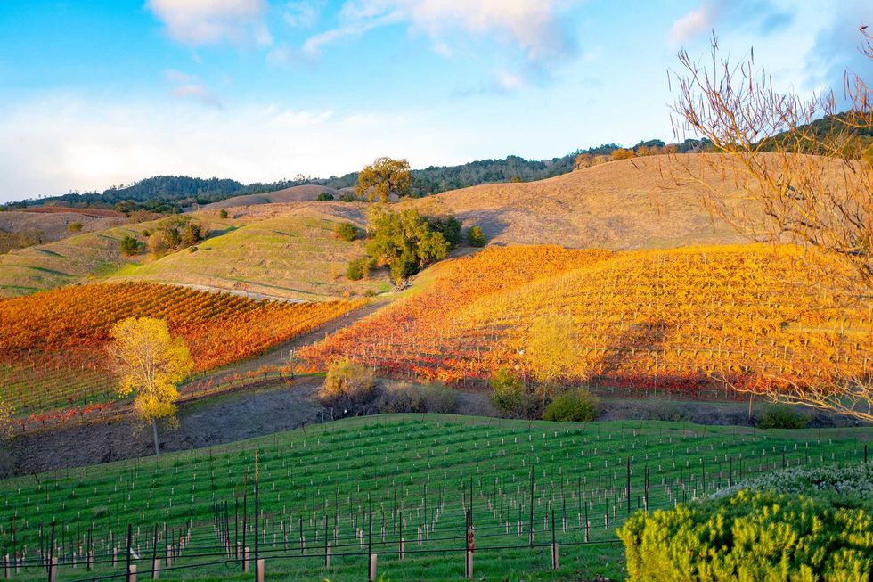 Vibrant autumn vineyard landscape with rolling hills under a blue sky.