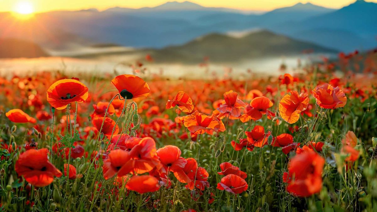 Vibrant red poppy field at sunrise with mountain backdrop.