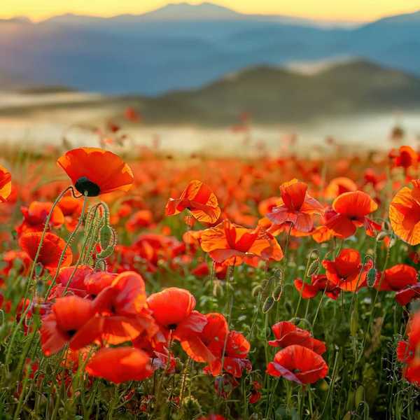 Vibrant red poppy field at sunrise with mountain backdrop.