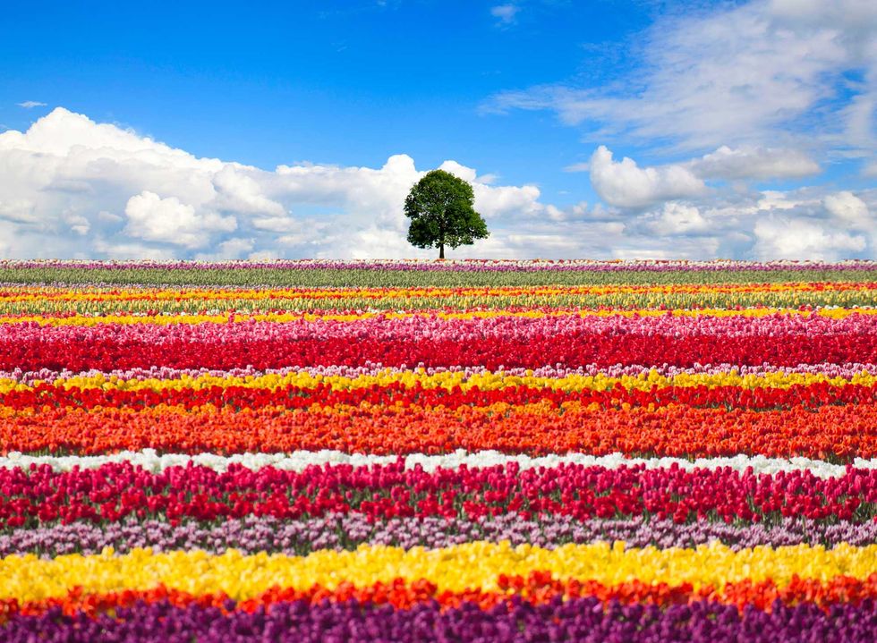 Vibrant tulip fields with a lone tree under a blue sky.