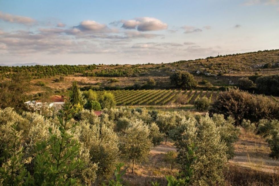 Vineyard-000056297202_Medium