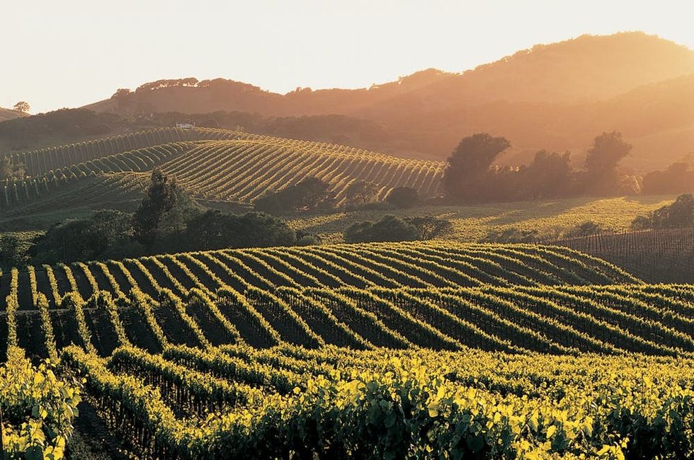 Vineyards, Napa Valley, California, USA
