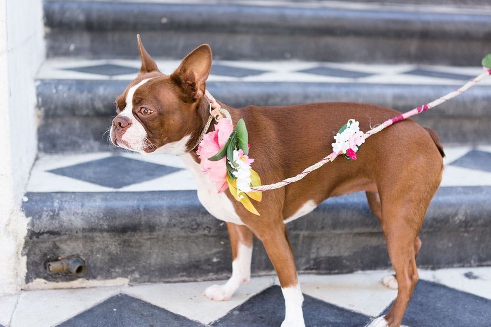 Wedding_Dog_Leash_010