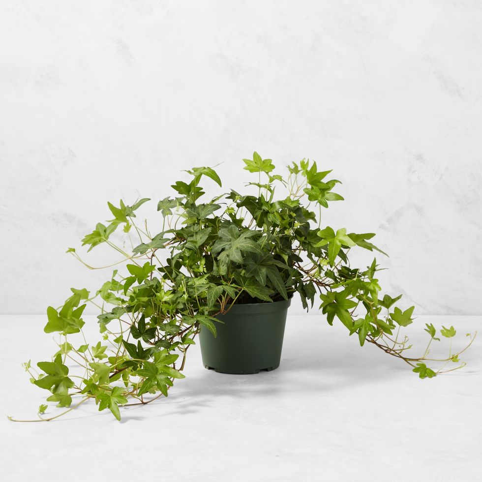 West Elm Live English Ivy House Plant