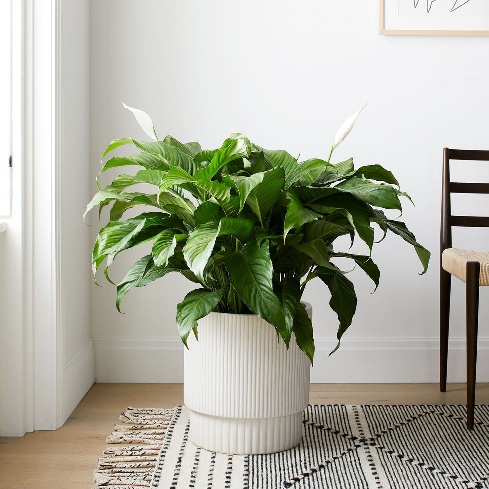West Elm Live Peace Lily Plant